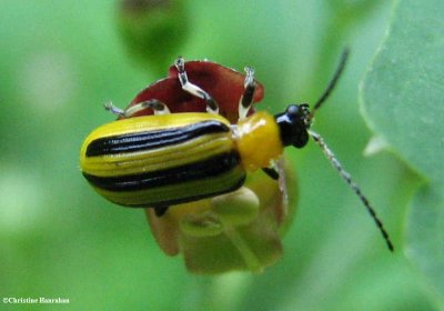 Skeletonizing Leaf and Flea Beetles (Family: Chrysomelidae, Subfamily:  Galerucinae)