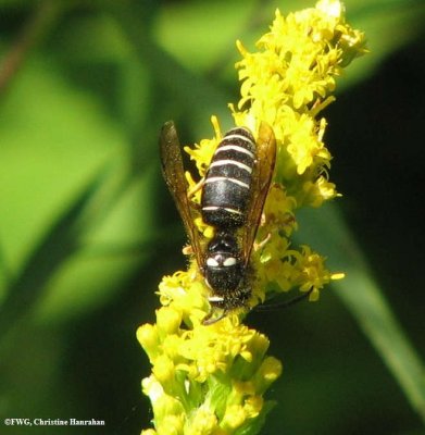 Blackjacket (<em>Vespula consobrina</em>) on goldenrod