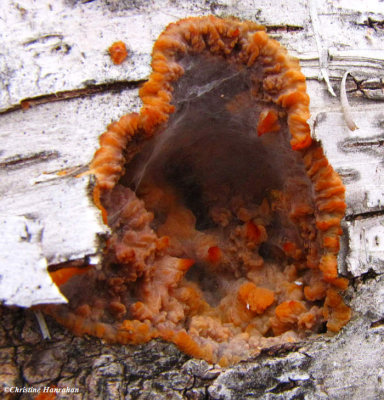 Fungus on birch tree, <em>Phlebia radiata</em>