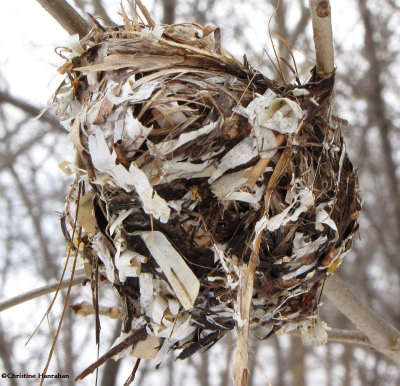 Nest