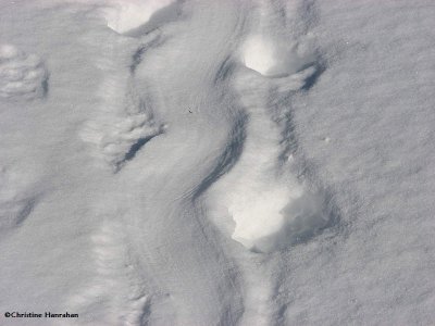 Porcupine track, showing tail drag in close up