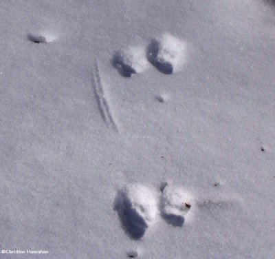 Mink tracks