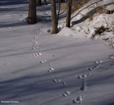 Mink tracks