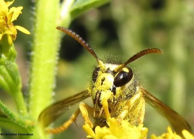 Yellowjacket sp., 