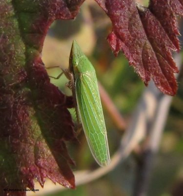 Leafhopper (Draeculacephala zeae)