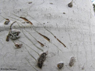 Porcupine claw marks on birch tree