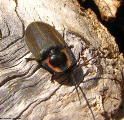 Fireflies (Lampyridae)