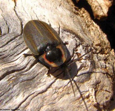 Winter firefly  (<em>Ellychnia corrusca</em>)