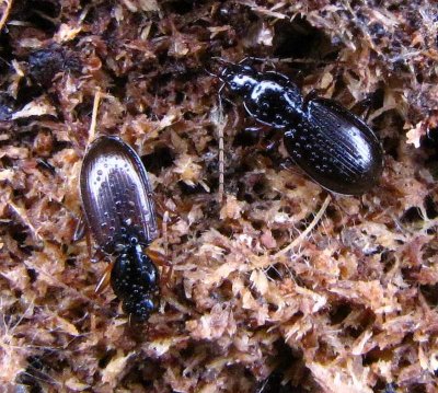 Ground beetles  (<em>Carabid</em> sp.)