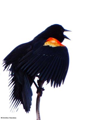 Blackbirds:  Red-winged Blackbirds, Common Grackles, Baltimore Orioles, etc.