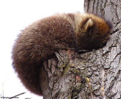 Sleeping raccoon