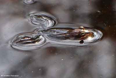 Wood frog  (<em>Lithobates sylvatica</em>)