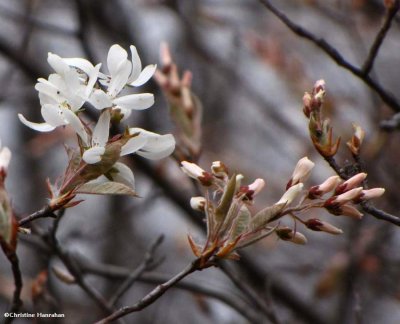 Flowering Serviceberry (<em>Amelanchier</em> sp.)