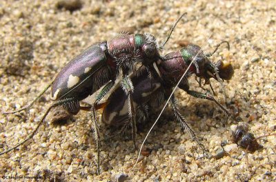 Mating tiger beetles (<em>Cicindela scutellaris</em>)