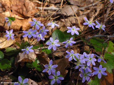 Round-lobed hepatica (<em>Hepatica americana</em>)