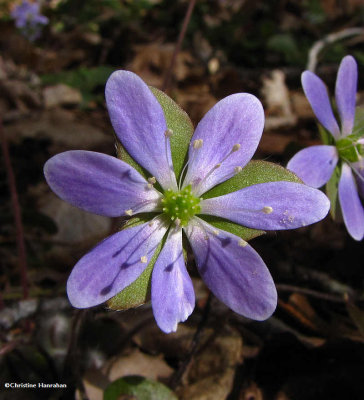 Hepatica (Hepatica acutiloba, Hepatica americana)