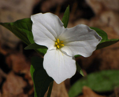 Trillium, white (<em>Trillium grandiflorum</em>)