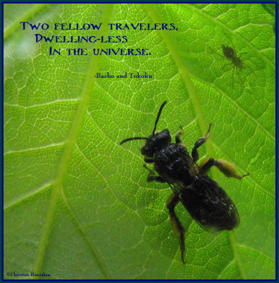 Two fellow travelers