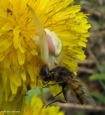 Goldenrod Crab spider (<em>Misumena vatia</em>) with Hover fly (<em>Eristalis</em> sp.)