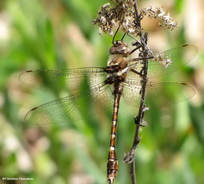 g3/50/883250/3/124710804.WZzk1xtI.jpg