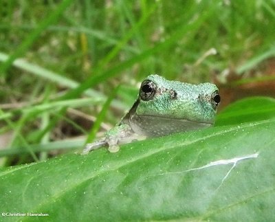 Grey treefrog (<em>Hyla versicolor</em>)