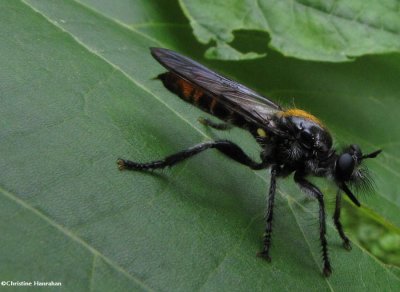 Robber fly (Laphria sericea)