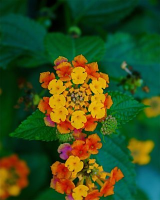 _MG_1522.jpg