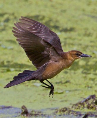 Female Boat-Tail Grackle
