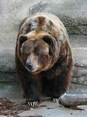 Bear