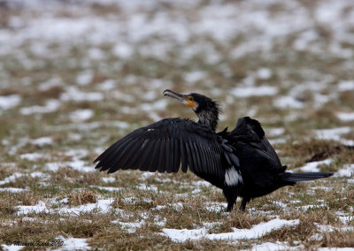 Aalscholver - Great Cormorant