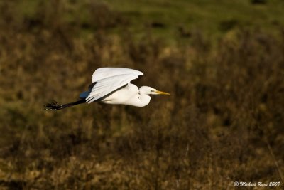 grote zilverreiger - great white heron