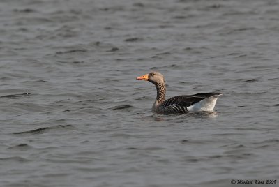 Greylag Goose - Grauwe Gans