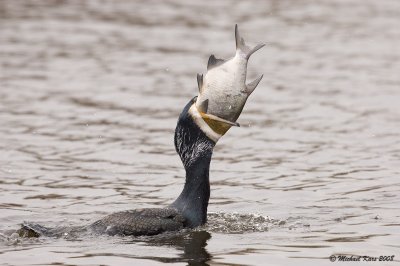 aalscholver - great cormorant