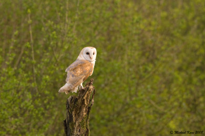 Barnowl - Kerkuil