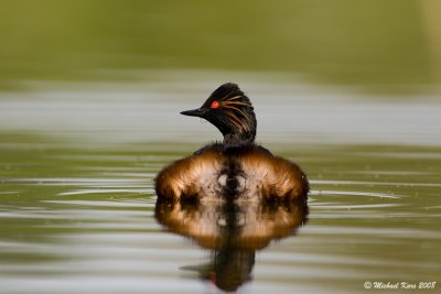 Black-necked Grebe - Geoorde Fuut