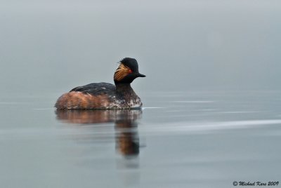 Black-necked Grebe - Geoorde Fuut