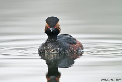 Black-necked Grebe - Geoorde Fuut