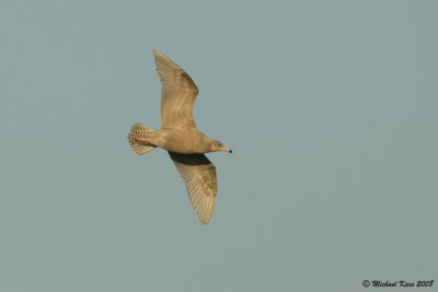 Glacous Gull - Grote Burgemeester