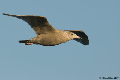 Glacous Gull - Grote Burgemeester