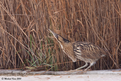 Great Bittern - Roerdomp