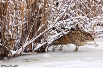 Great Bittern - Roerdomp