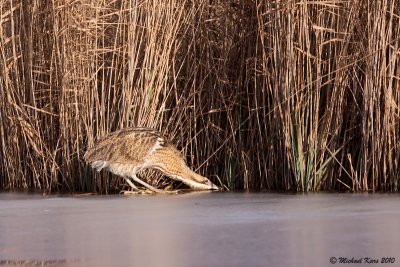 Great Bittern - Roerdomp