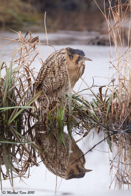 Great Bittern - Roerdomp