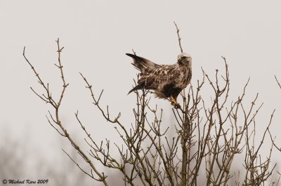 Rough-legged Buzzard - Ruigpootbuizerd