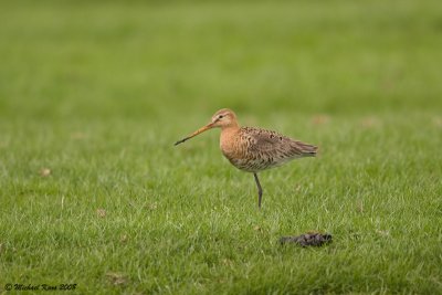 Black-tailed Godwit - Grutto