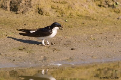 huiszwaluw - house martin