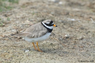 Great Ringed Plover - Bontbekplevier 