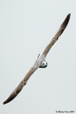 Common Gull - Stormmeeuw