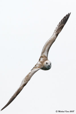 Mediterranean Gull - Zwartkopmeeuw - Larus melanocephalus