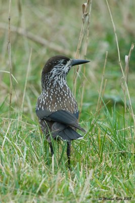 Nutcracker - Notenkraker - Nucifraga caryocatactes